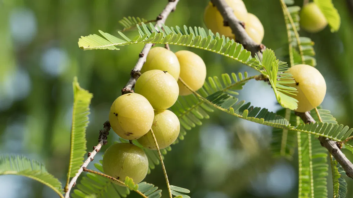 Amla