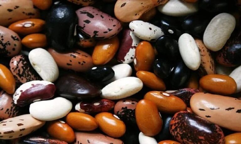 Will the Rising Health Consciousness Among Consumers Favor Legumes Market?