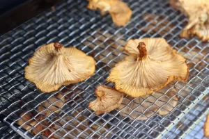 Dehydrated Mushrooms