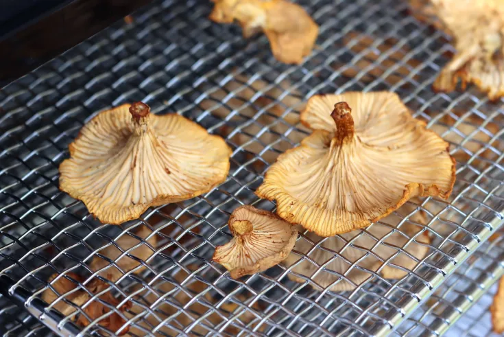 Premium Quality Dehydrated Mushrooms in India