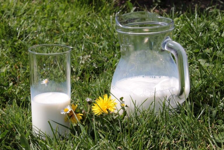 Top 6 Nutritional Plant-Based Milk