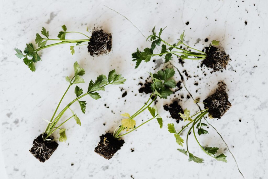Culinary Herbs to Grow Right Outside Your Kitchen Door